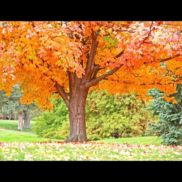 Meet your Posher, Rena - Picture 2 of 3